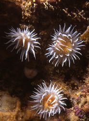 Anemones (Actinothoe sphyrodeta), taken in Baleal, Portug... by Joao Pedro Tojal Loia Soares Silva 
